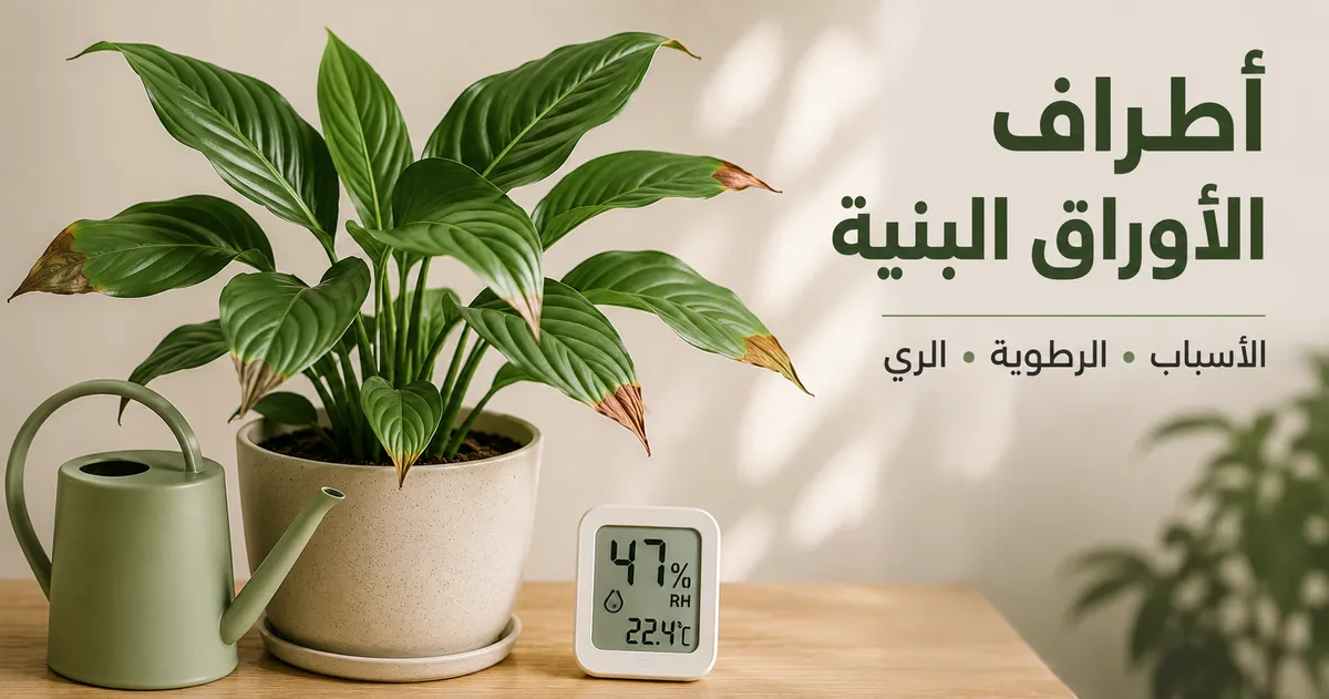أطراف أوراق بنية على نبات استوائي داخلي وبجانبه أدوات الرطوبة والري