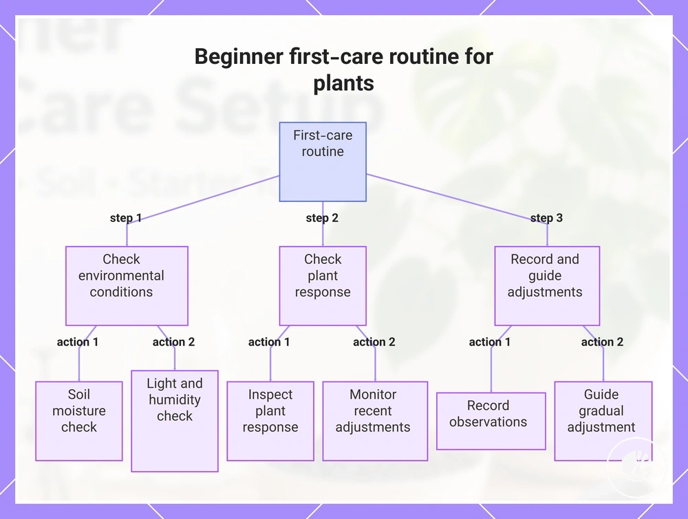 Beginner first-care routine for plants