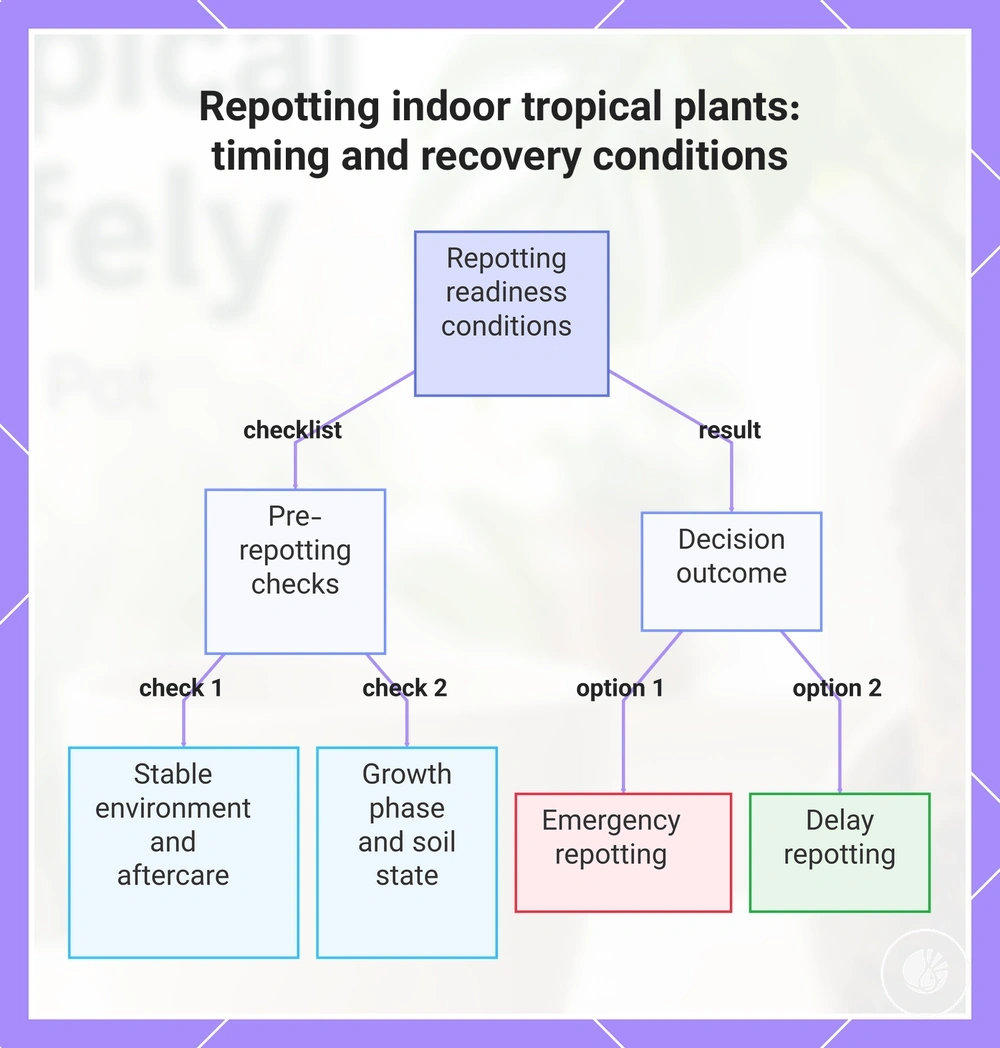 Repotting indoor tropical plants: timing and recovery conditions