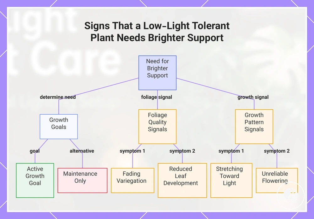 Signs That a Low-Light Tolerant Plant Needs Brighter Support