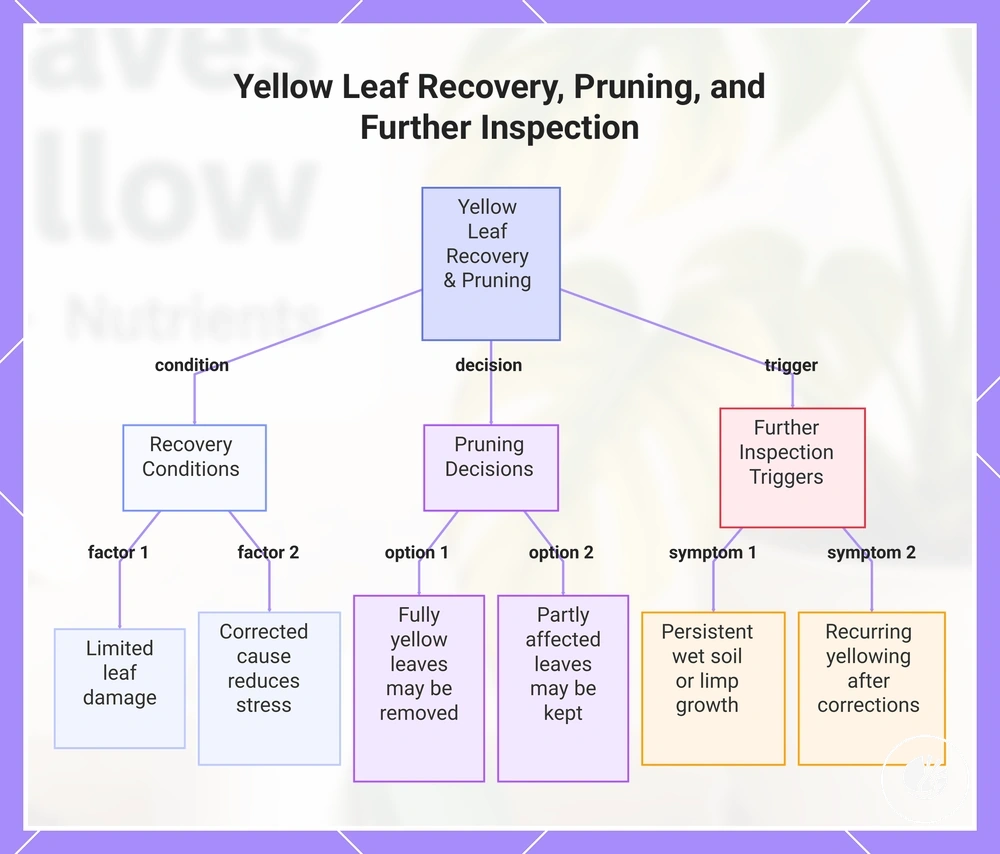 Yellow Leaf Recovery, Pruning, and Further Inspection