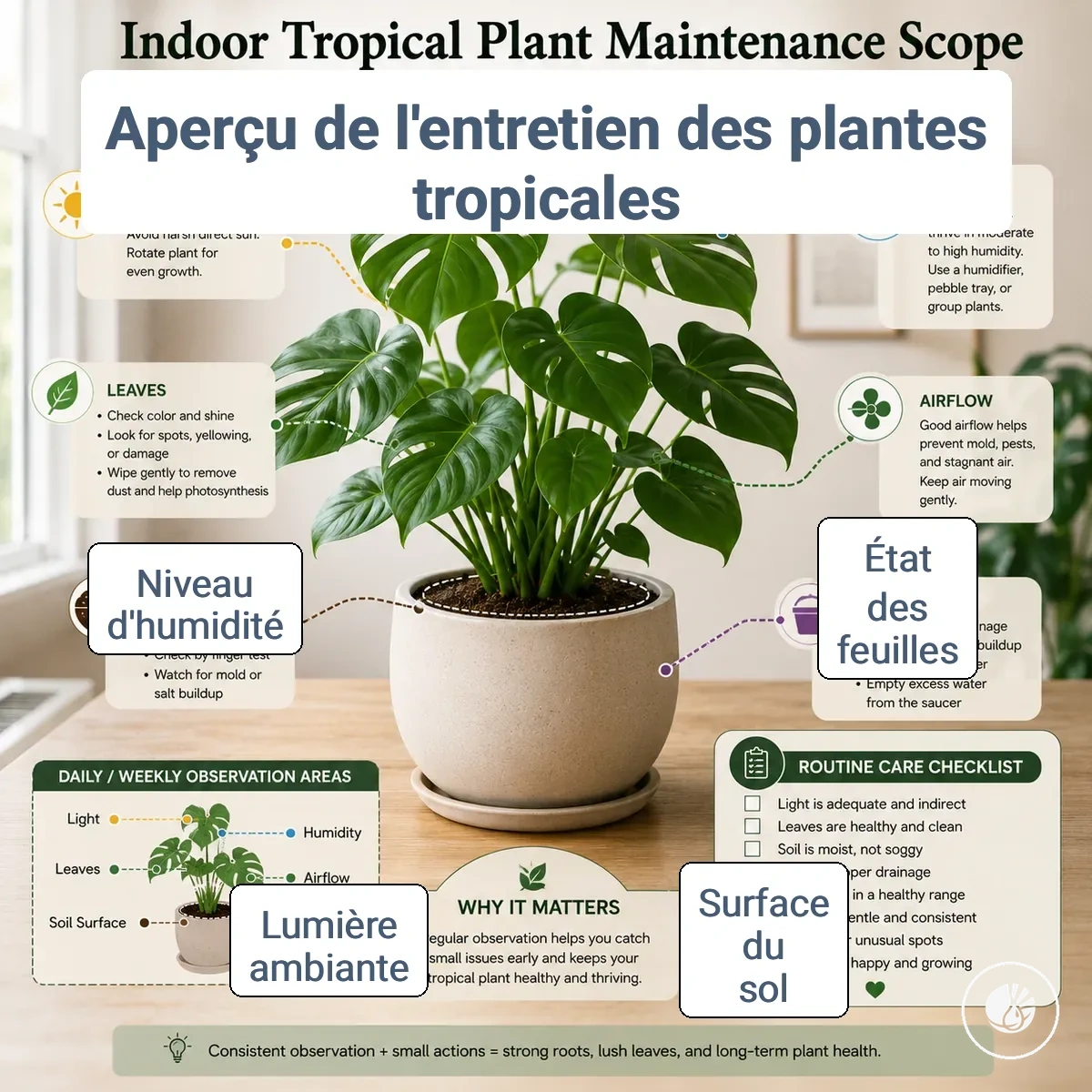 Périmètre d’entretien des plantes tropicales d’intérieur montrant les feuilles, la surface du terreau, la lumière, l’humidité et les zones de suivi